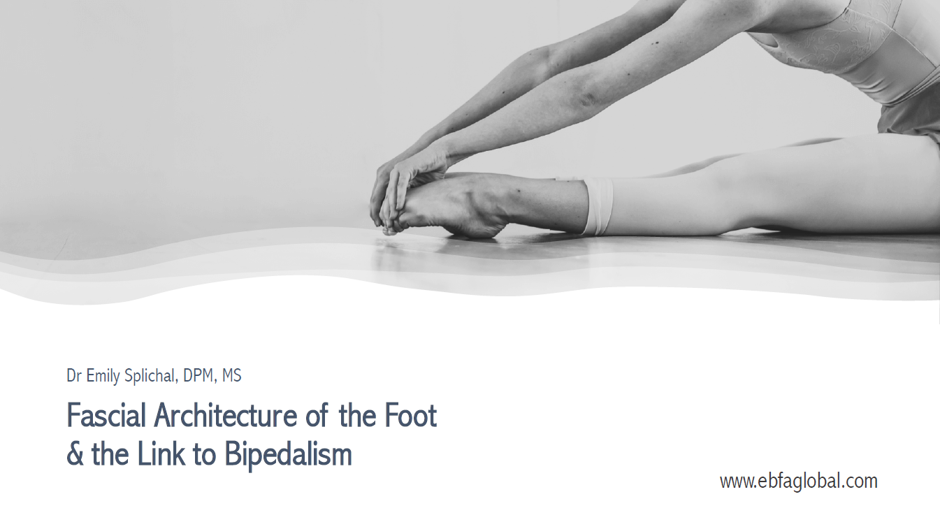 Fascial Architecture of the Foot and its link to Bipedalism (NZREPS 0.5 CPDs)